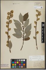 Foto von Salix appendiculata Vill. x Salix caprea L.